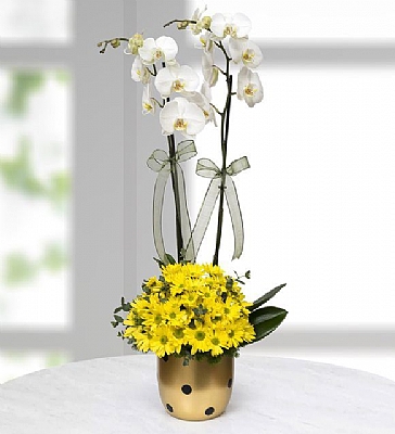 Gold Vazoda 2li Beyaz Orkide ve Sarı papatyalar